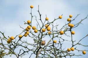 コラーゲンを豊富に含む食べ物や果物は何ですか？