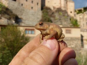 肌荒れと食生活はどのように関係しているのか？