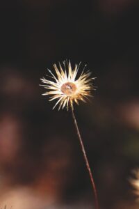 更年期のデリケートゾーンの乾燥ケアにはどんな方法がある？