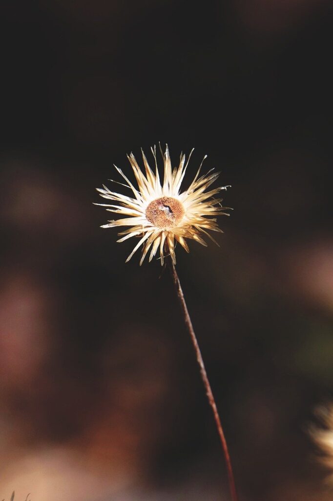 更年期のデリケートゾーンの乾燥ケアにはどんな方法がある？