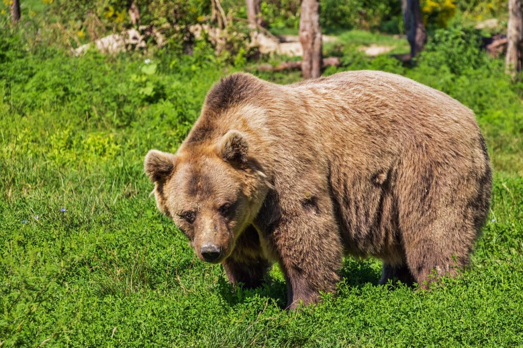 青クマ、茶クマ、黒クマの違いとその対策は？