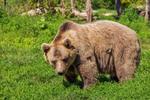 青クマ、茶クマ、黒クマの違いとその対策は？